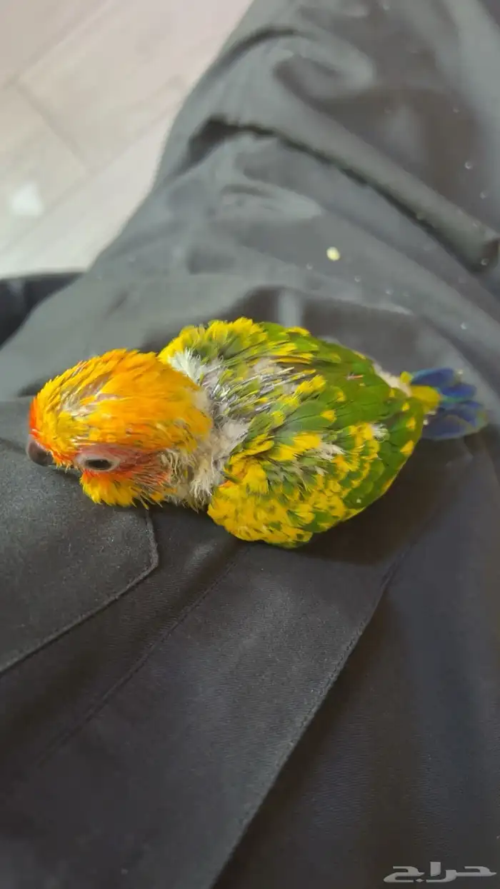 فرخ صن كنيور لعوب أليف مشروع هدد 4