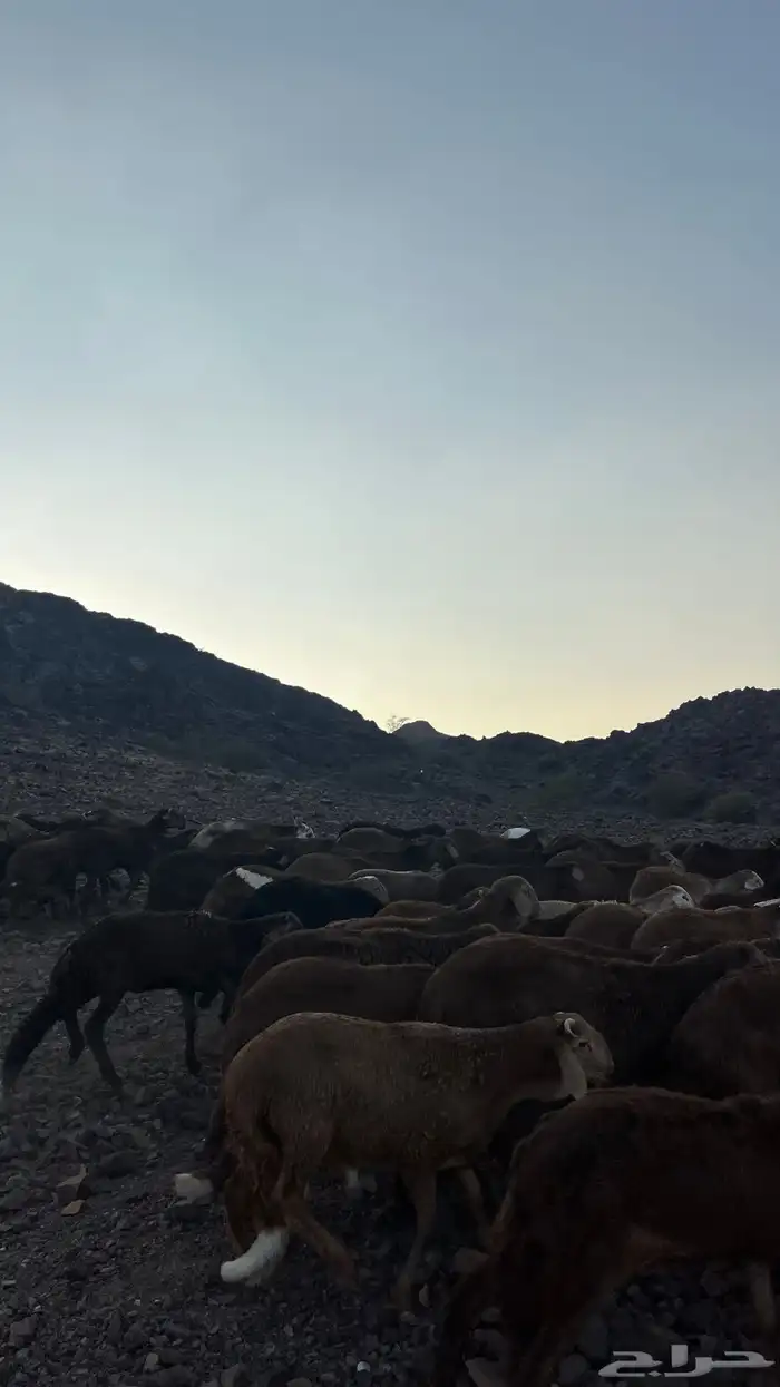 طليان سواكن حمري جادعان مرابى 29
