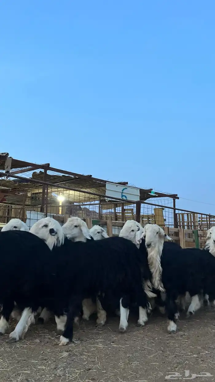 طليان نجدي جبره ناهي شي فاخر 15