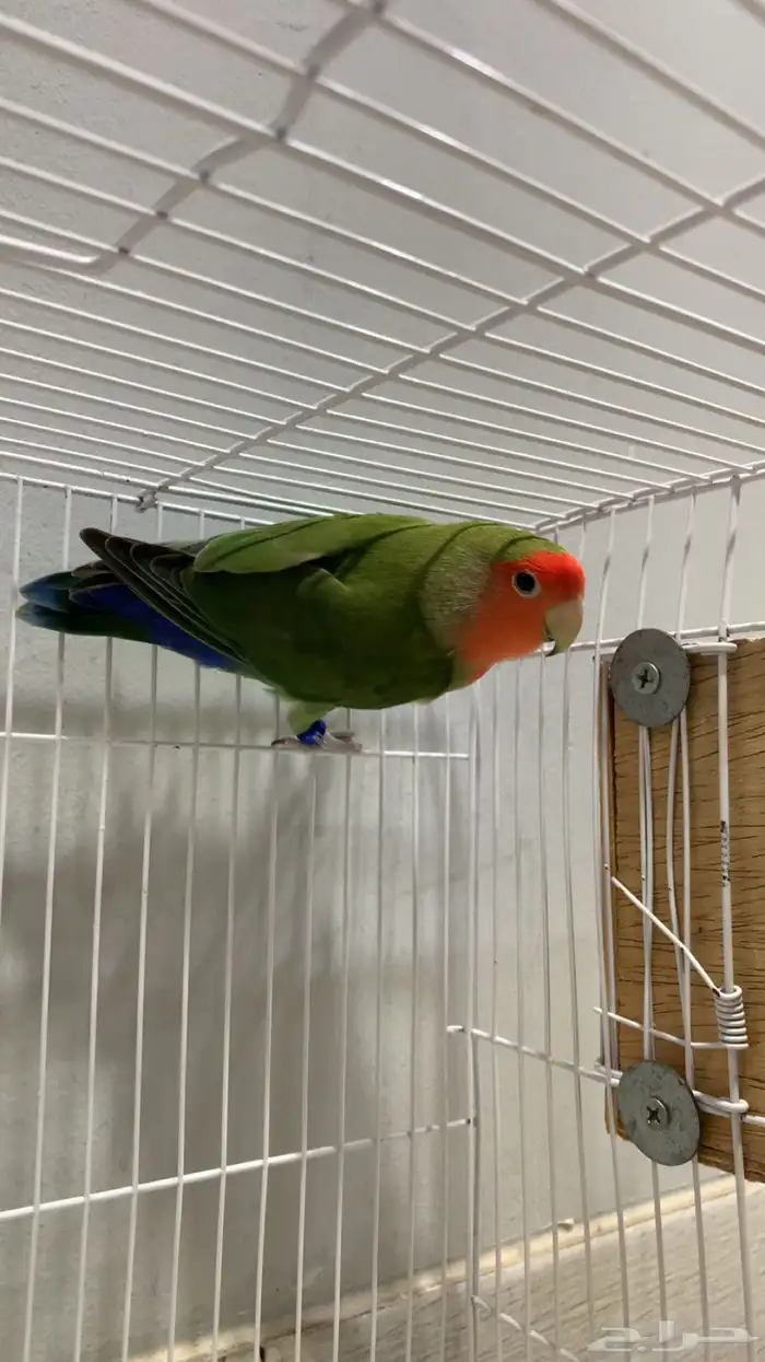 ذكر روز رد فيس قرين منتج ع الشرط فاخر (محلل DAN) 4