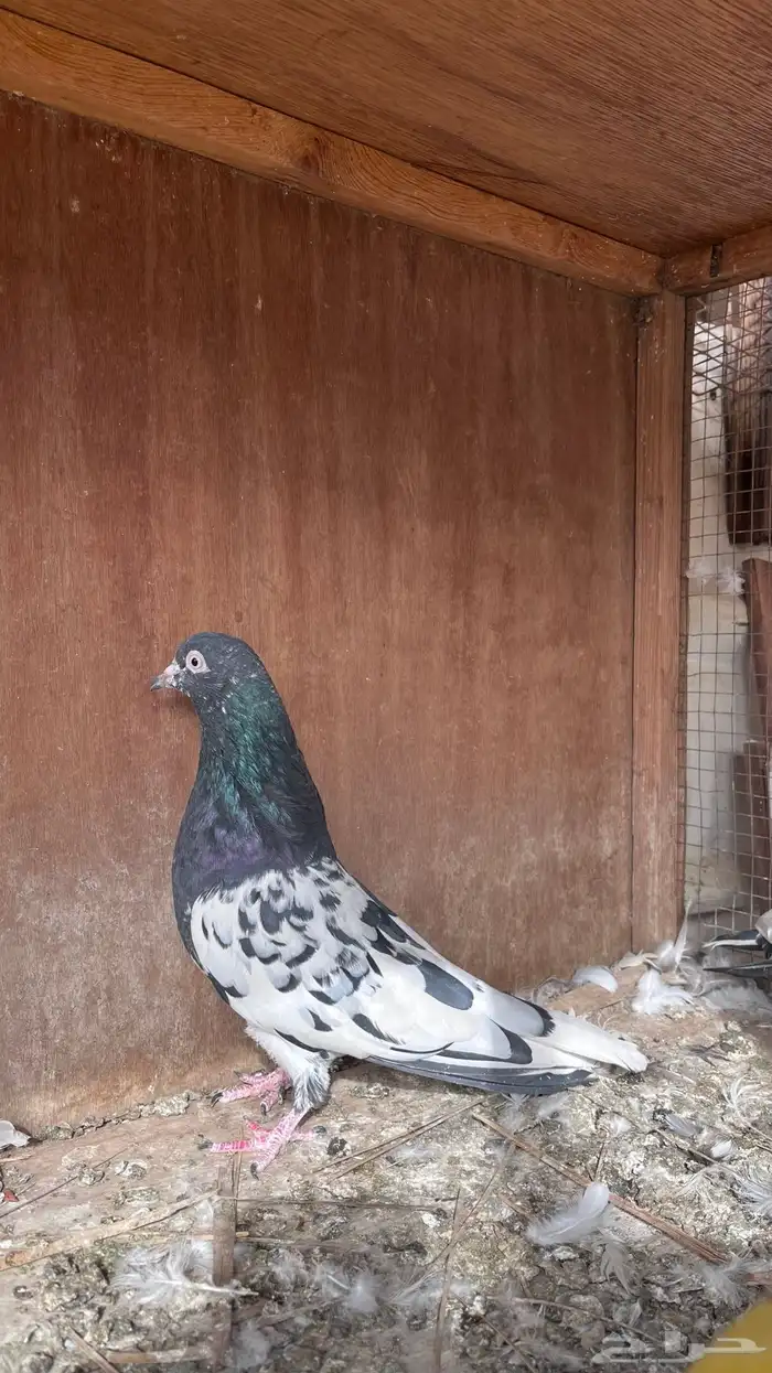 حمام باكستاني 2