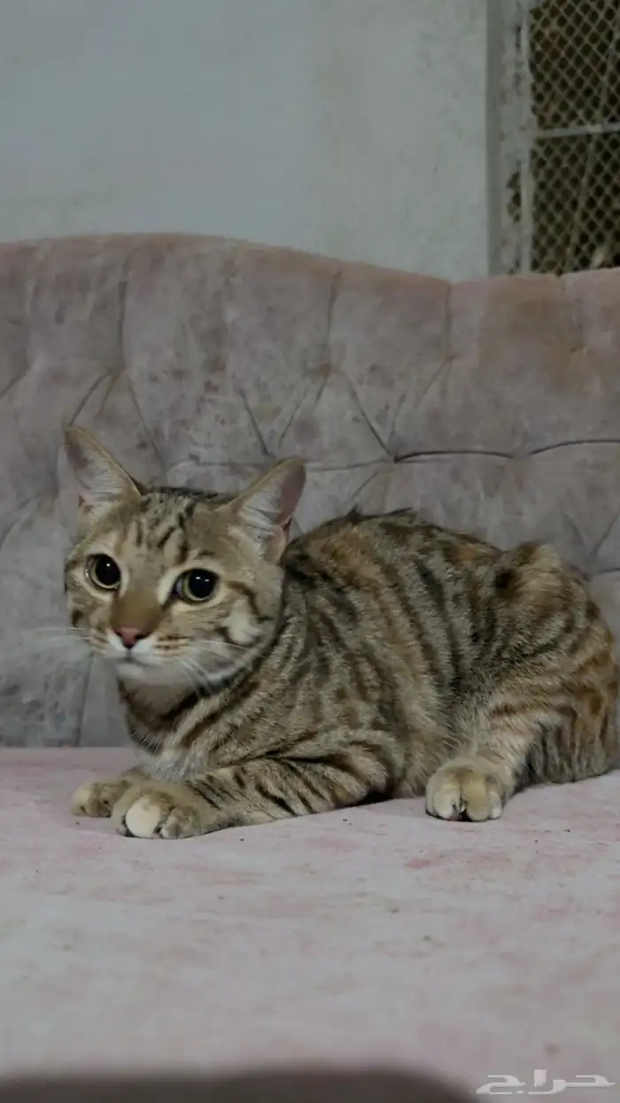 قطط لتبني 5