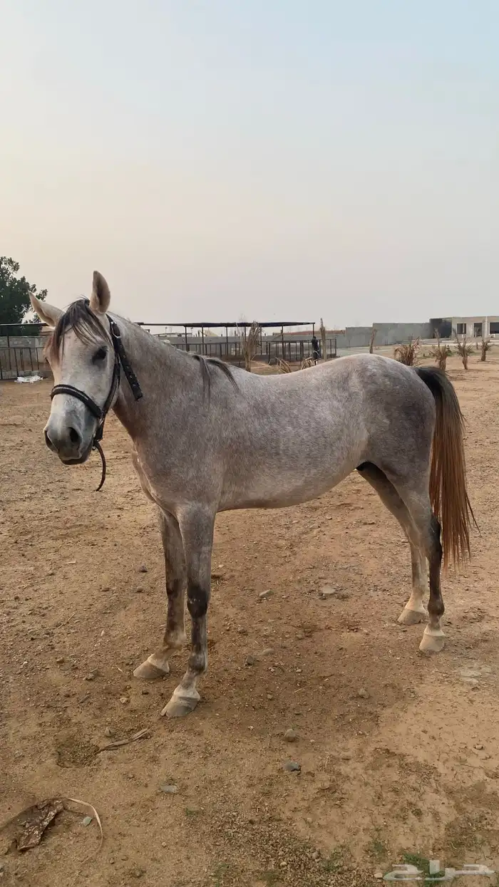 خيل عربي 6