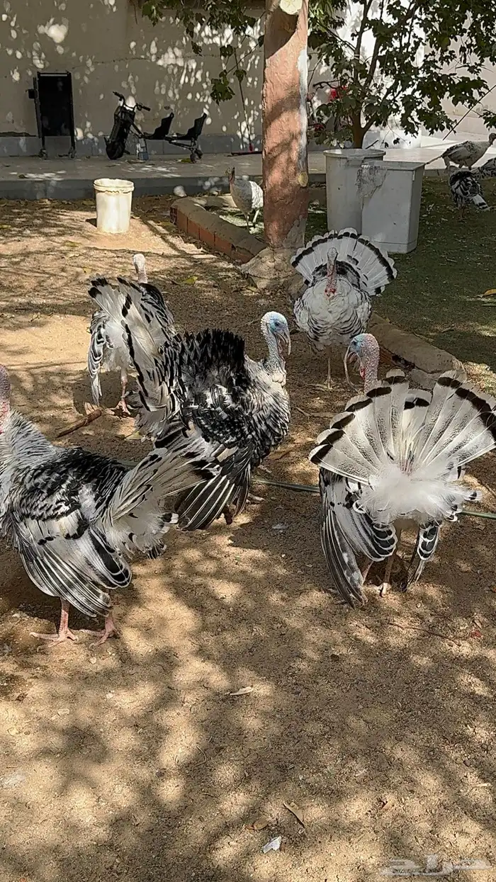 رومي فراشة 1