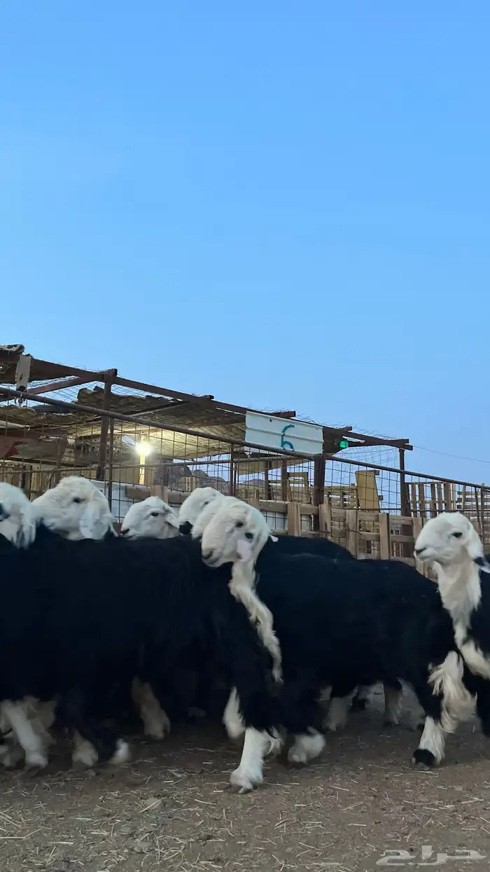 طليان نجدي جبره ناهي شي فاخر 14