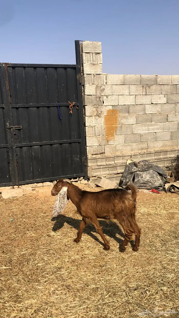 عنز جفره ثنيه حمراء 0