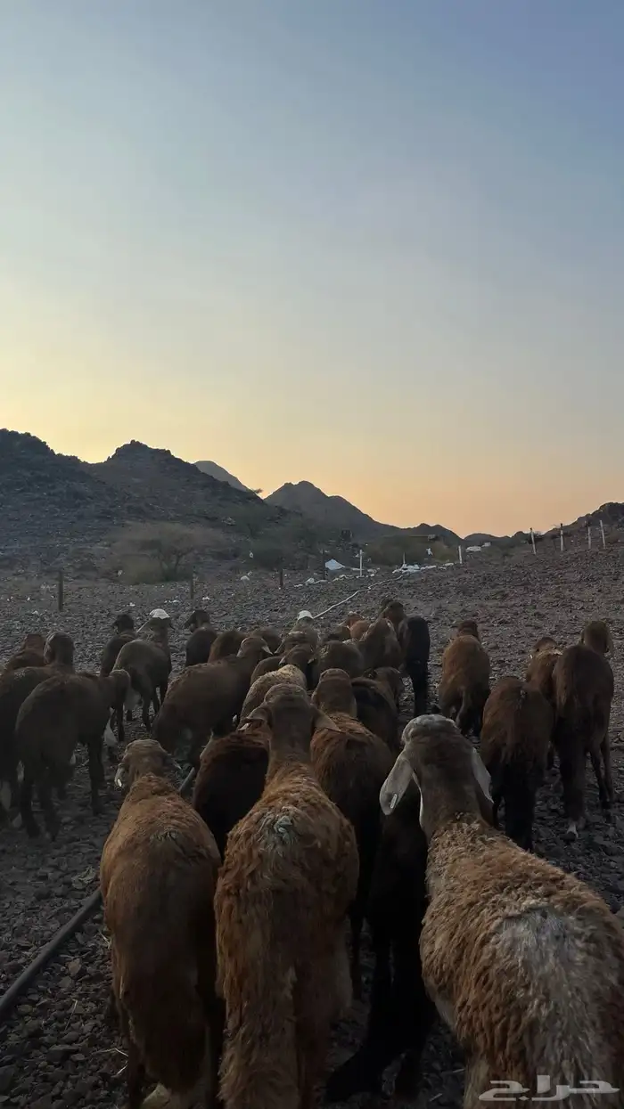 طليان سواكن حمري جادعان مرابى 15
