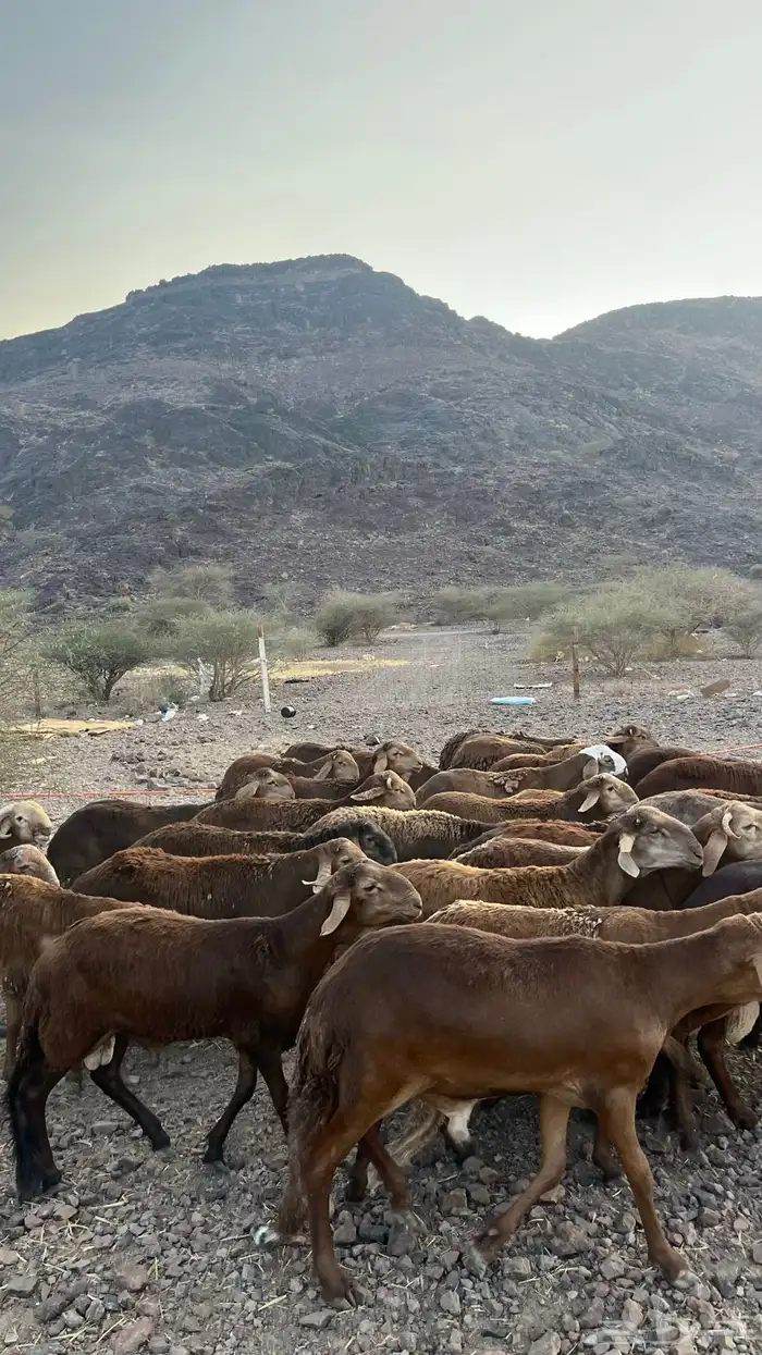 طليان سواكن حمري جادعان مرابى 17