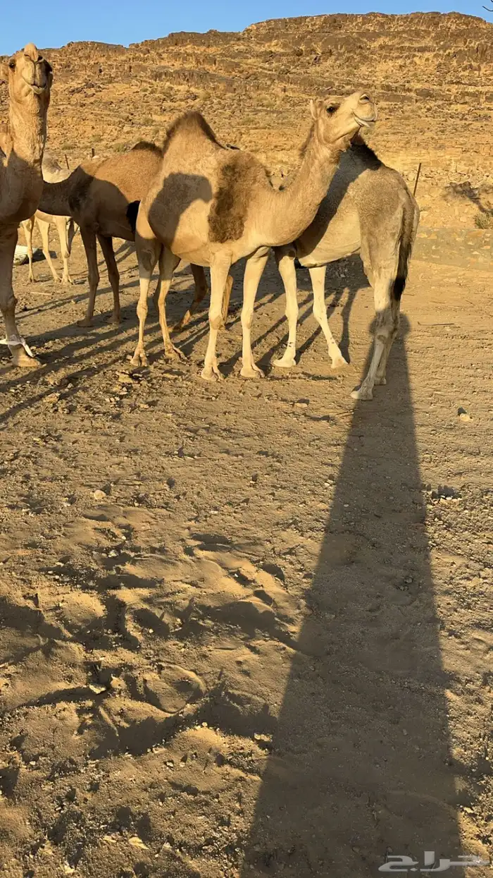 للبيع 5 من الإبل بفحلها 0