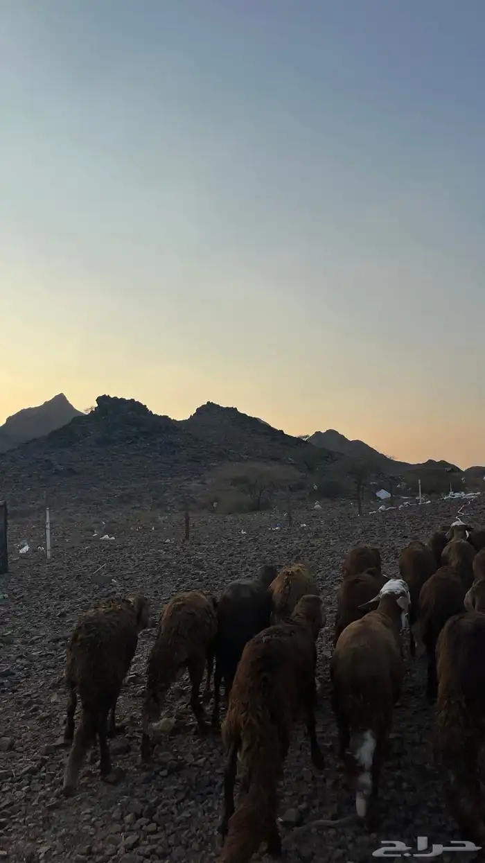 طليان سواكن حمري جادعان مرابى 10