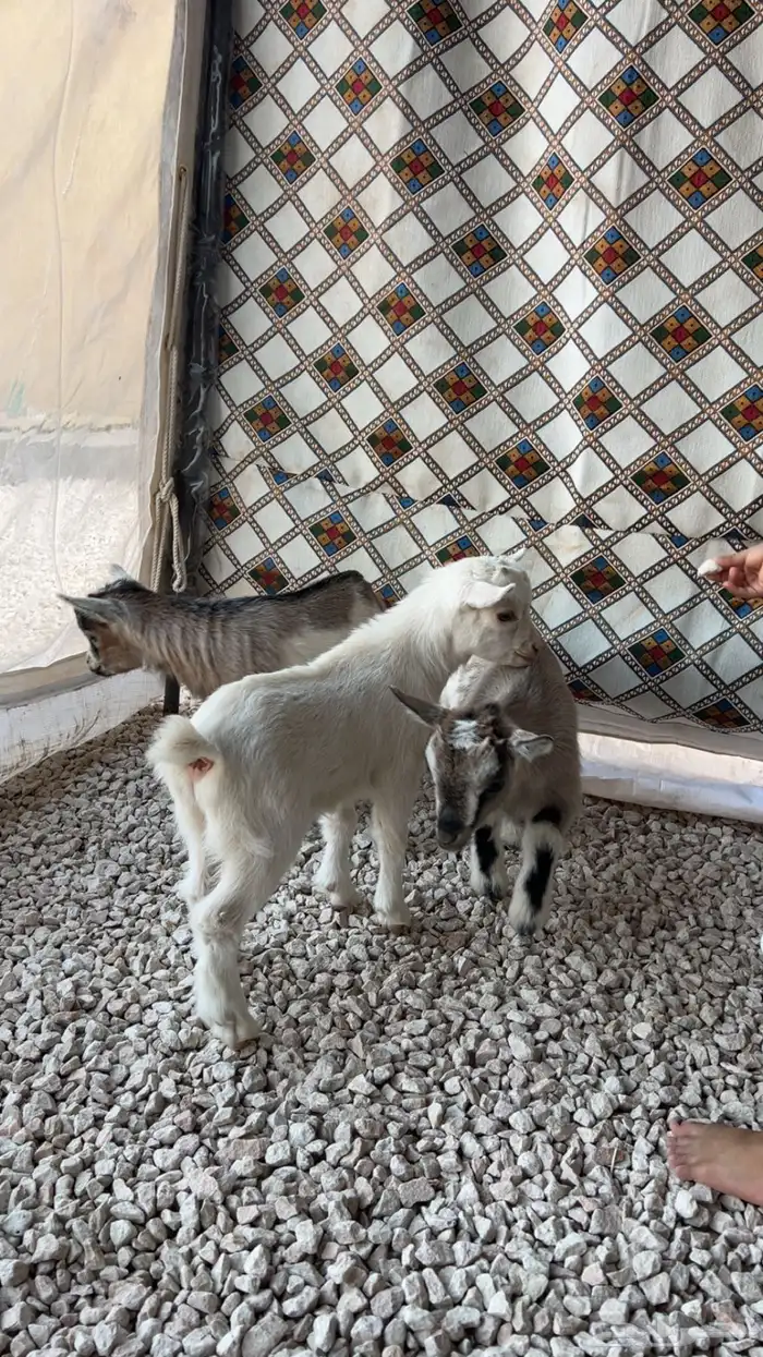 قزمي للبيع 1