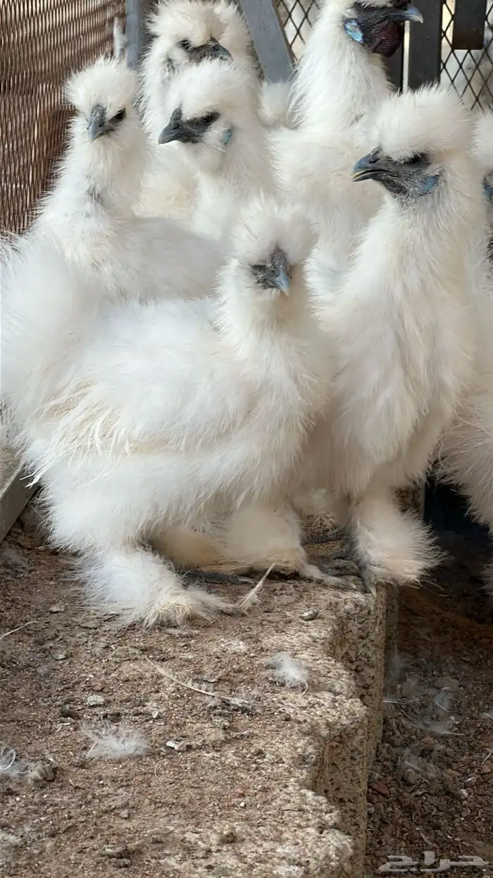 دجاج قطني فاخر واحجام تب 1