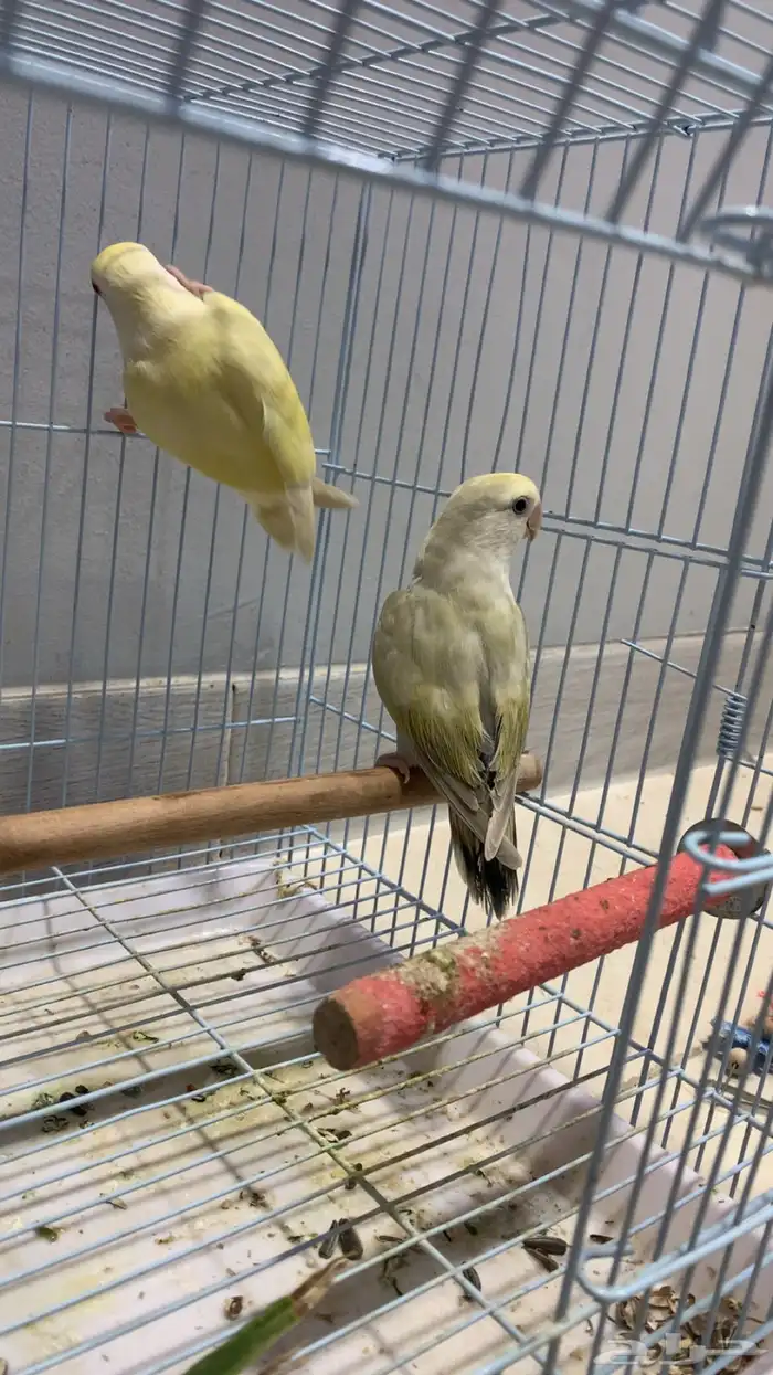 زوج روز جاهز للإنتاج (فاخر ألوان مميزة) 2