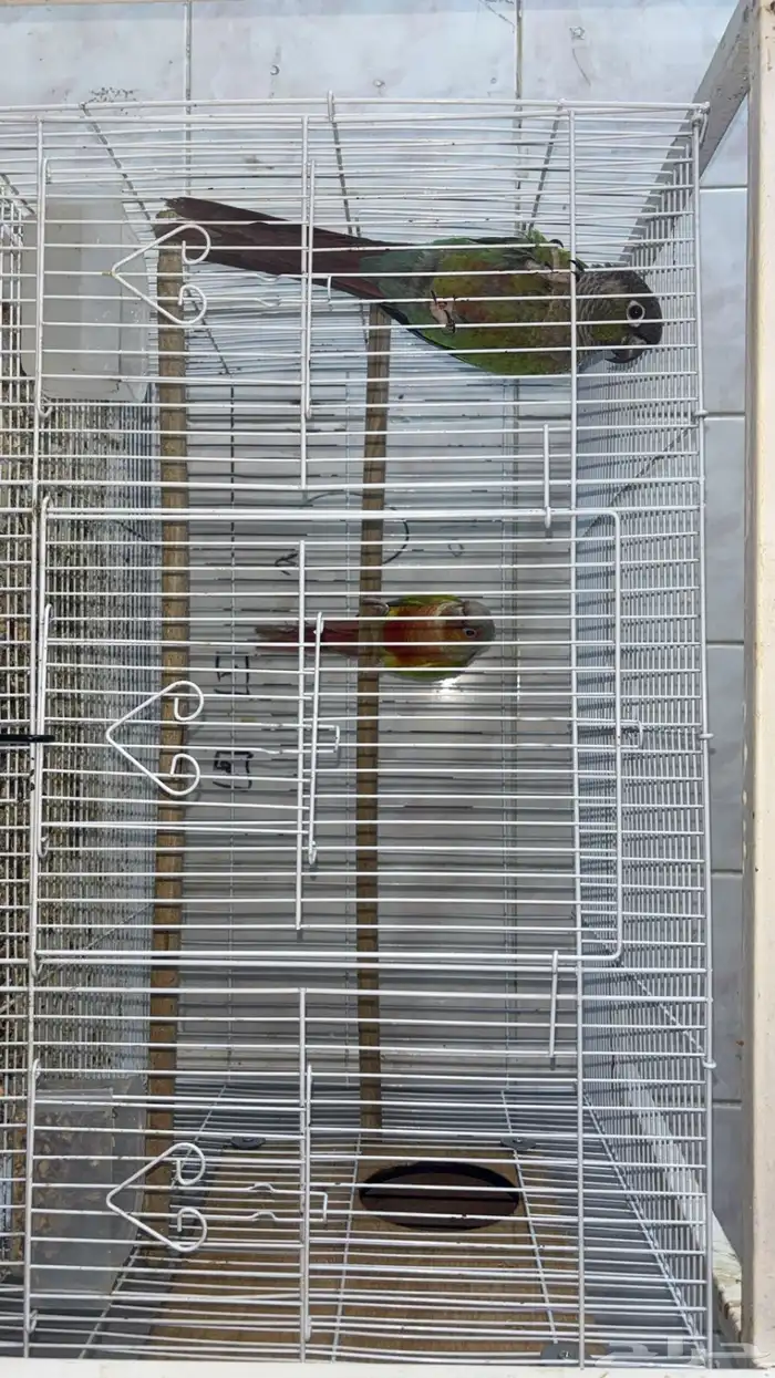 زوج كنيور أليف منتج 5