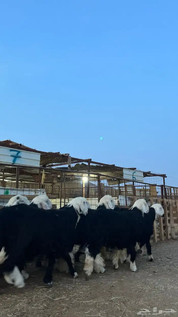 طليان نجدي جبره ناهي شي فاخر 1