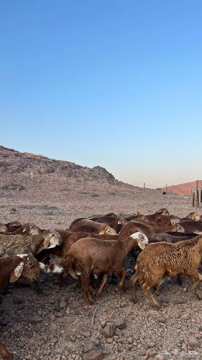 طليان سواكن حمري جادعان مرابى 6