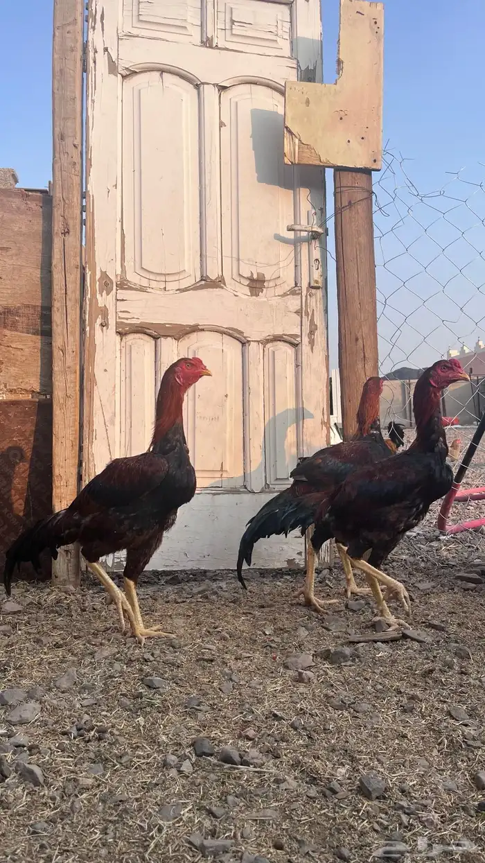 دجاج باكستاني 2