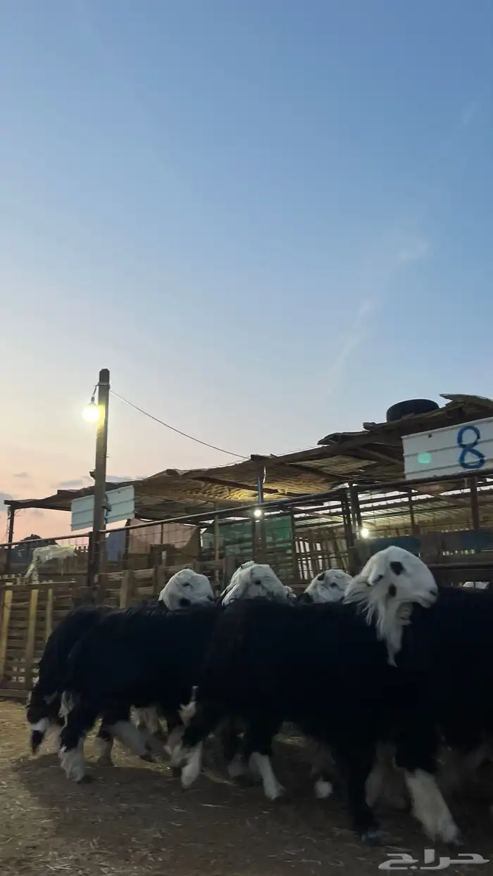 طليان نجدي جبره ناهي شي فاخر 2