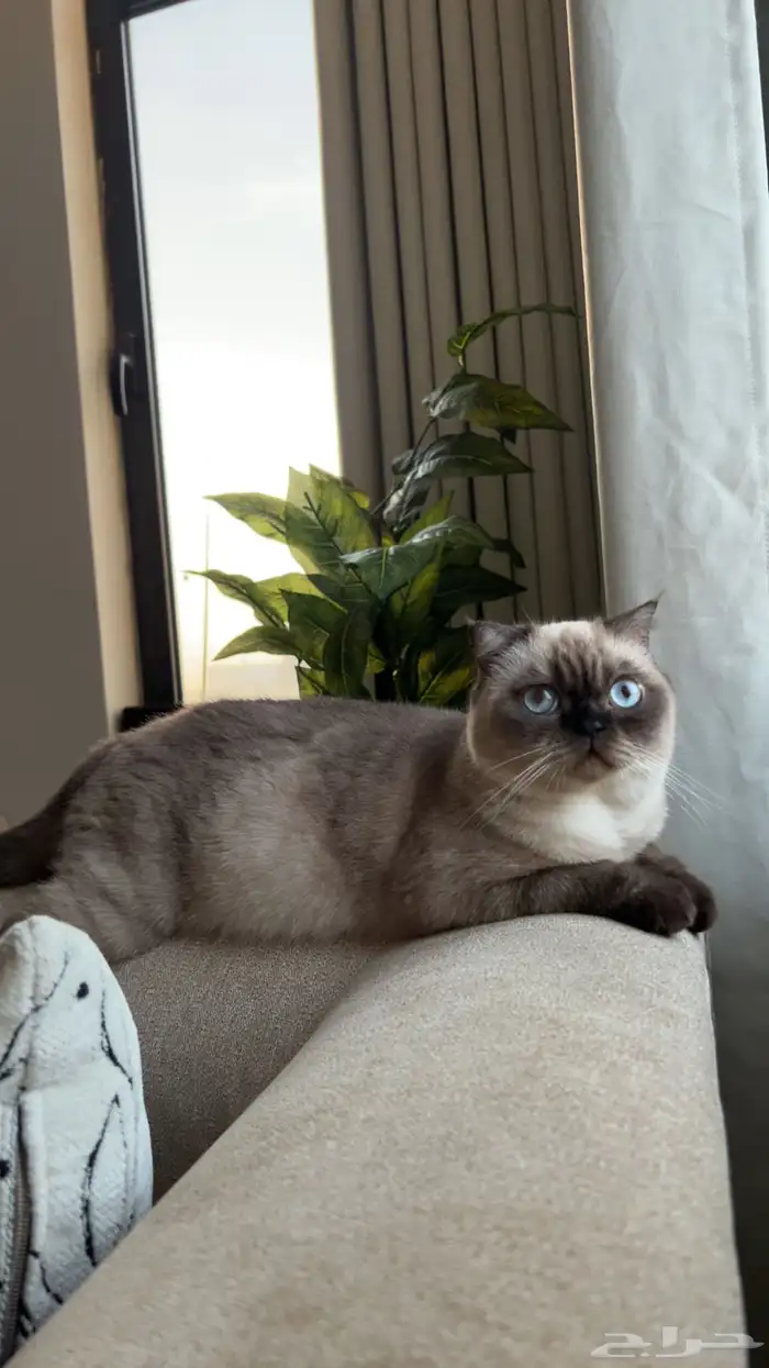 قطه للتبني هملايا 0