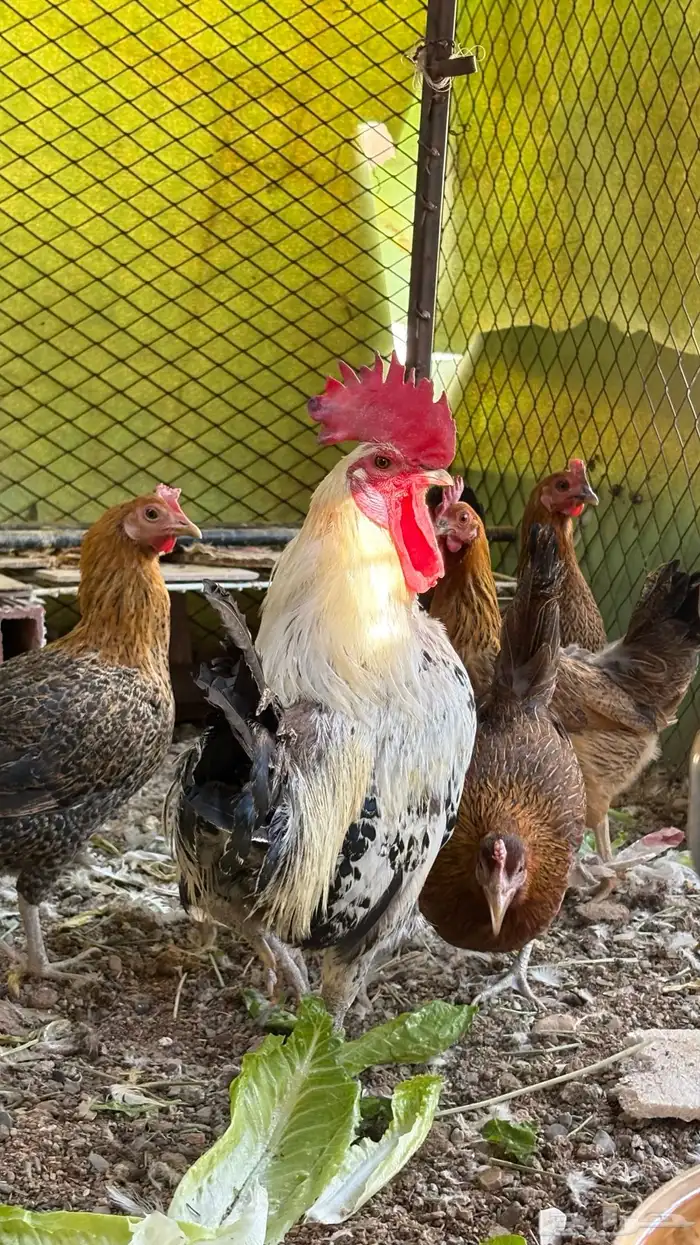 ديك فيومي العمر سنه وشويه تقريبا  الصحه شرط 1