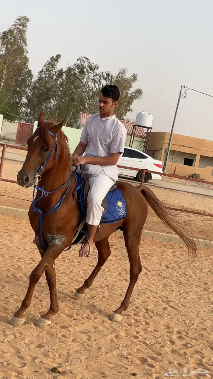 حصان شعبي شيخ 1