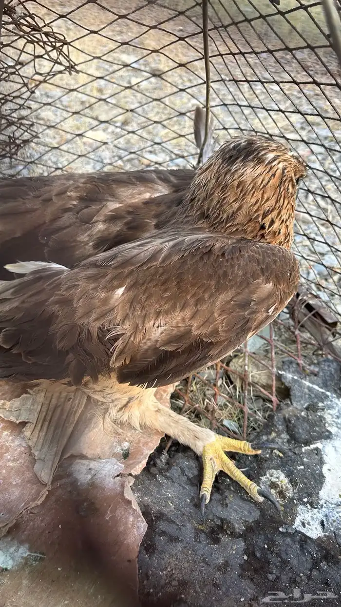 طير عقاب للبيع 2