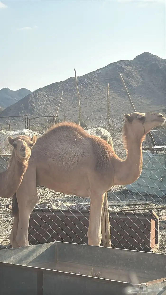 حشو للبيع صغار 1