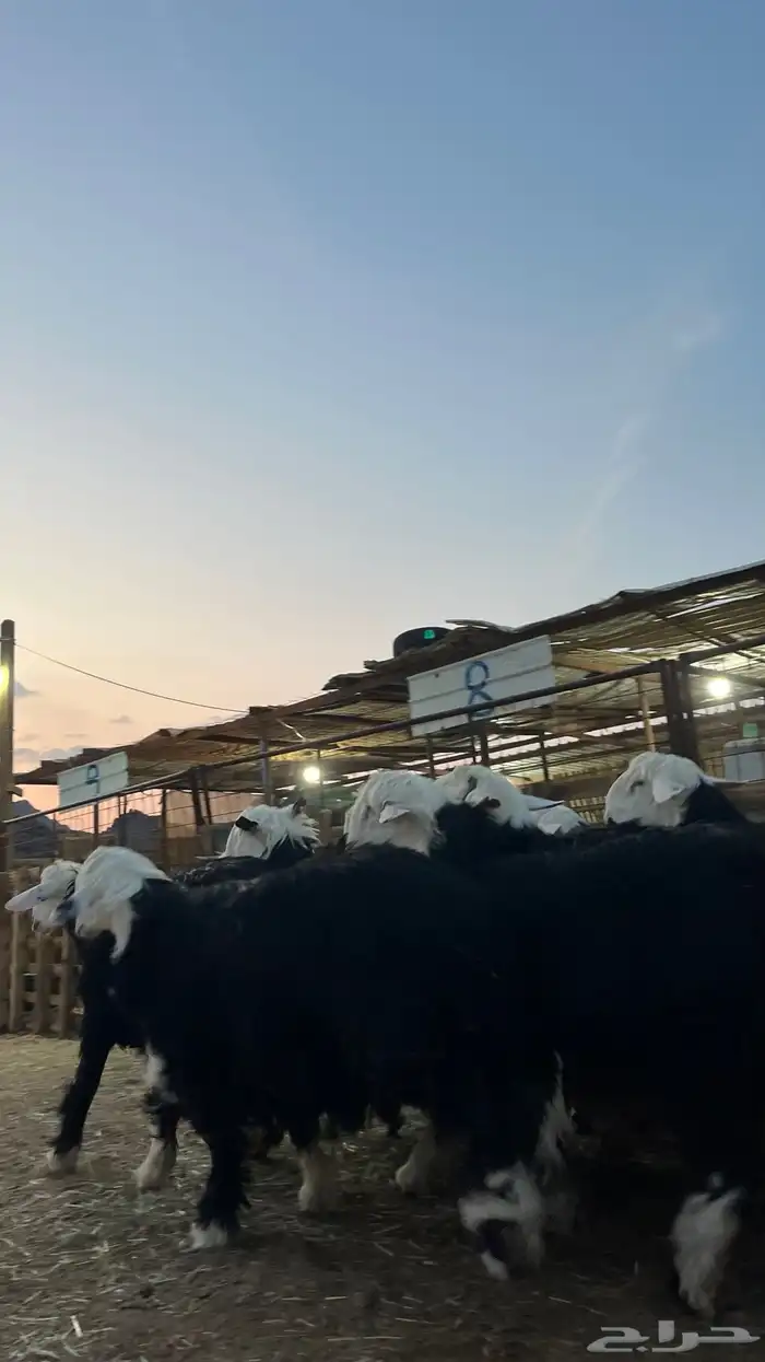 طليان نجدي جبره ناهي شي فاخر 11