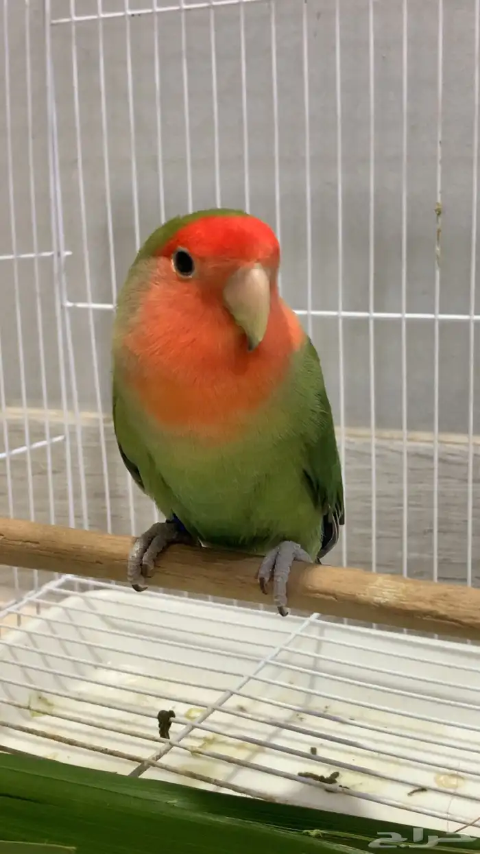 ذكر روز رد فيس قرين منتج ع الشرط فاخر (محلل DAN) 1