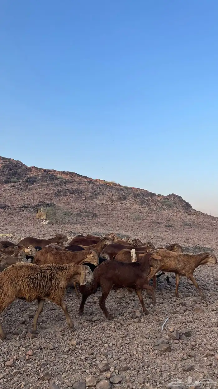 طليان سواكن حمري جادعان مرابى 14