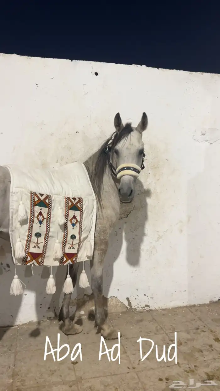 حصان للبيع 3