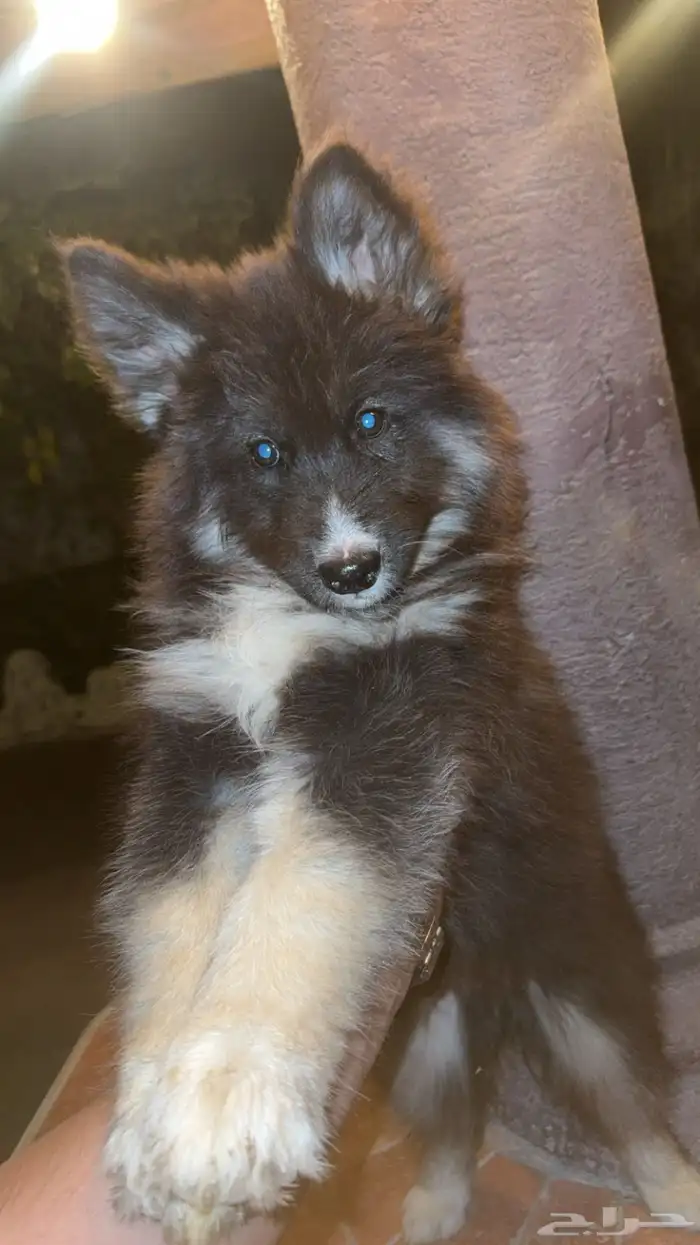 جرو جيرمن للبيع 0