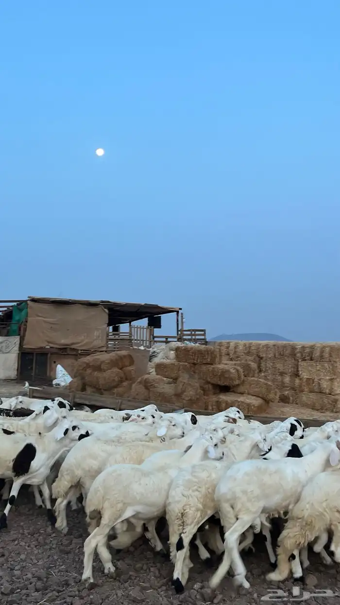 طليان سواكن شبيه الحري دمازين 3