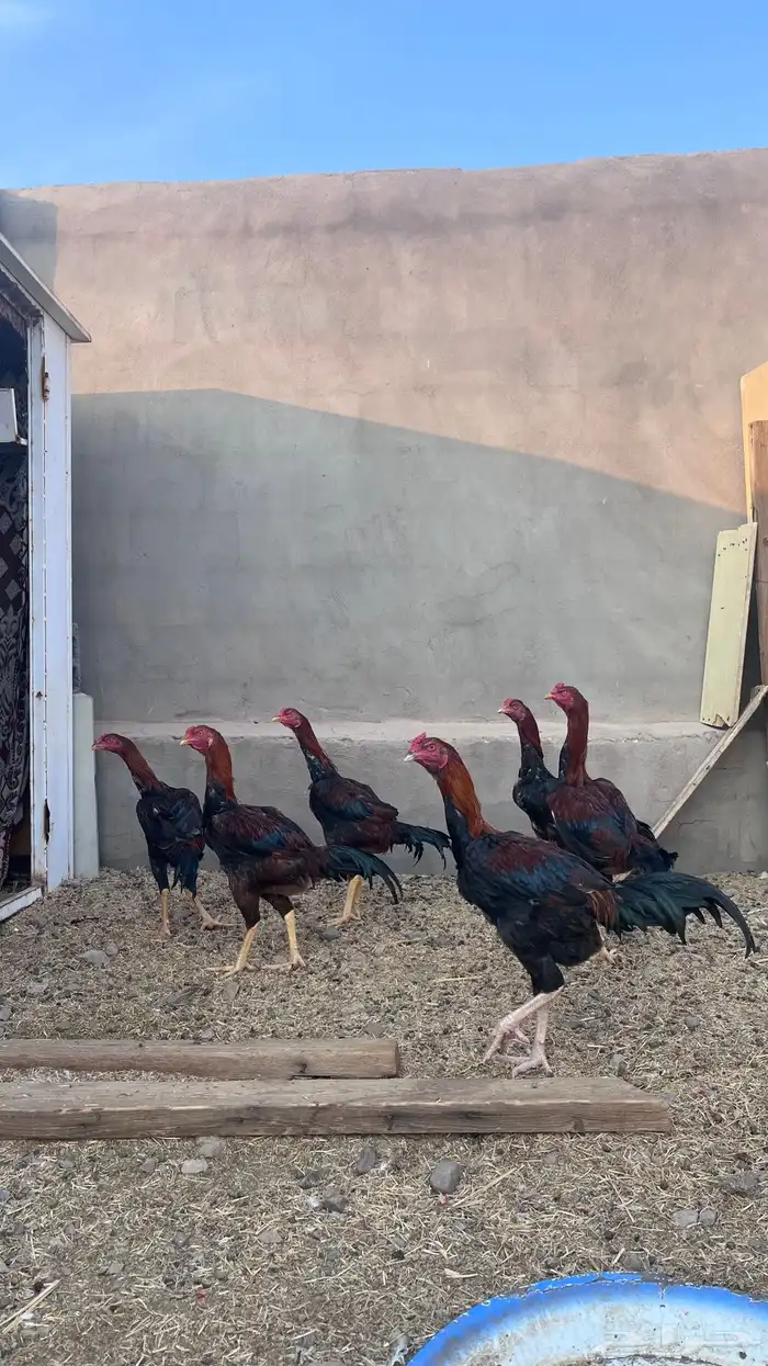 دجاج باكستاني 8