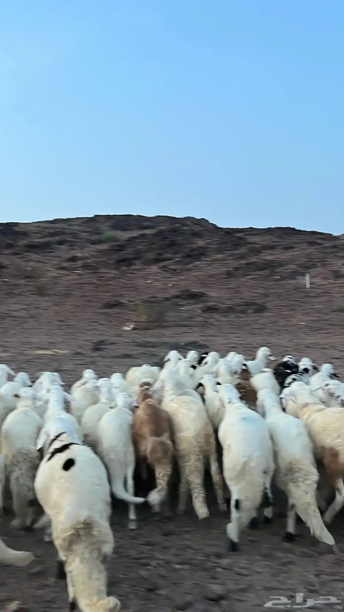 طليان سواكن شبيه الحري دمازين 15