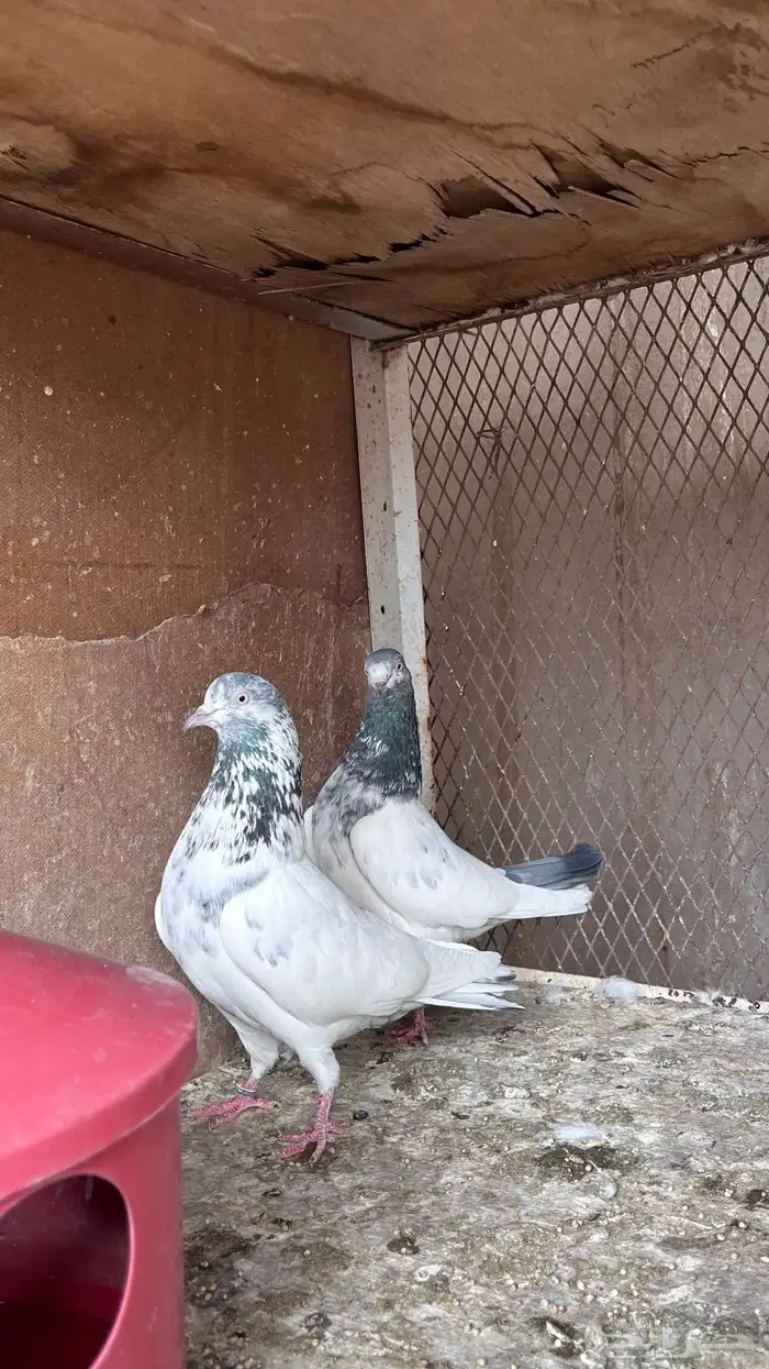 حمام باكستاني 9