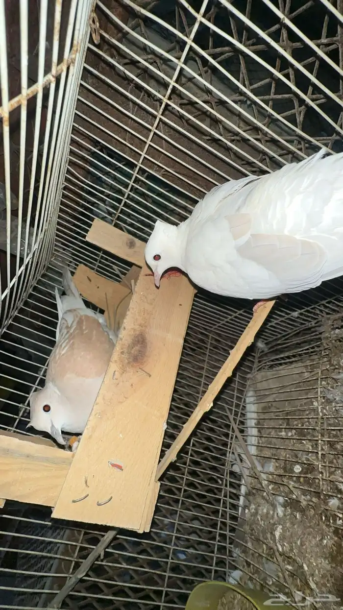 حمام بدي ياكريم للبيع 5