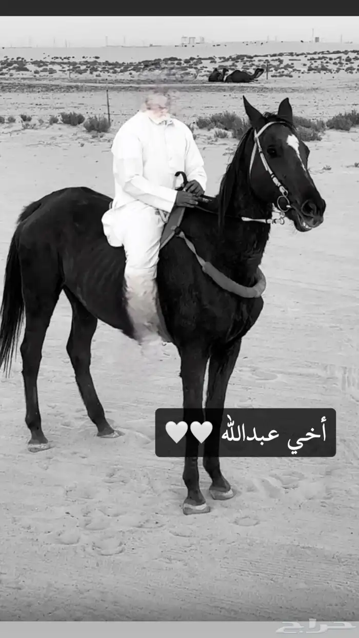 للبيع عرض فاخررر فرس انقليزيه 1