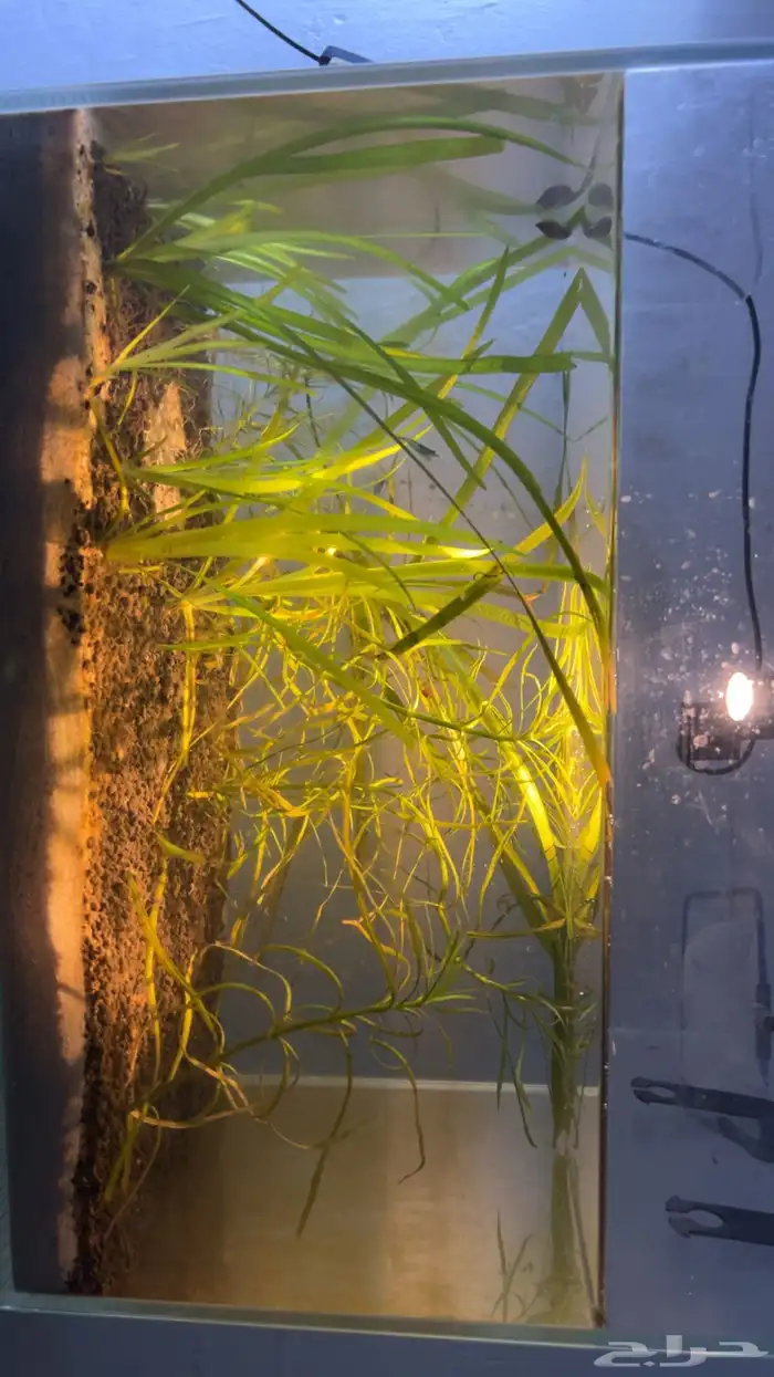 حوض سمك نهري مزروع 2