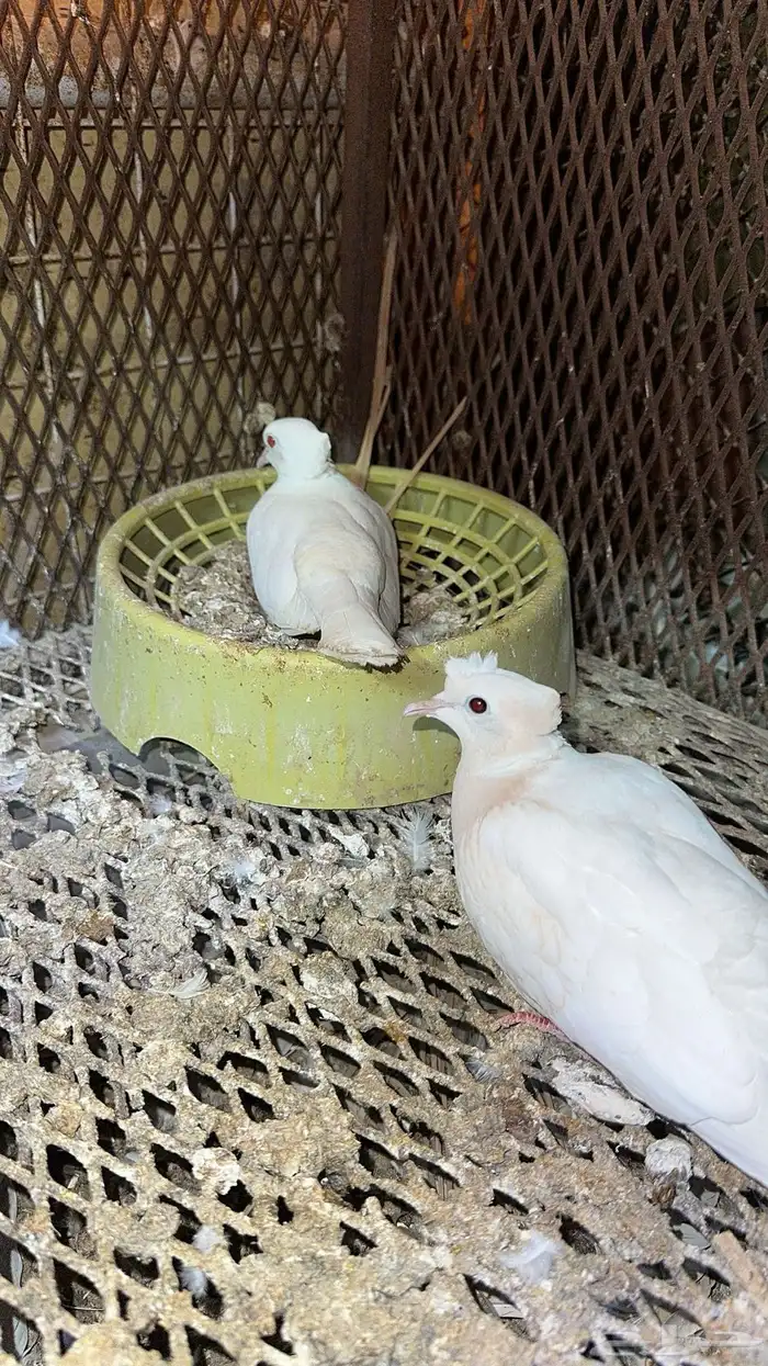 حمام بدي ياكريم للبيع 2