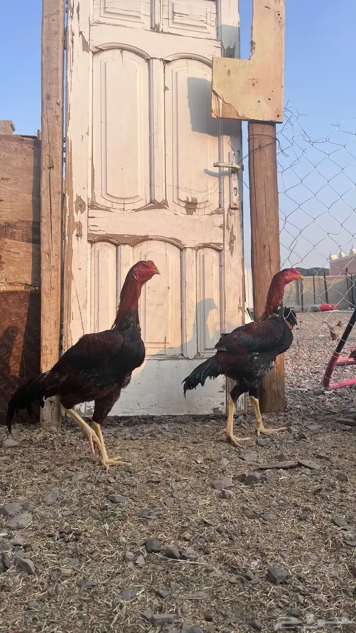 دجاج باكستاني 3