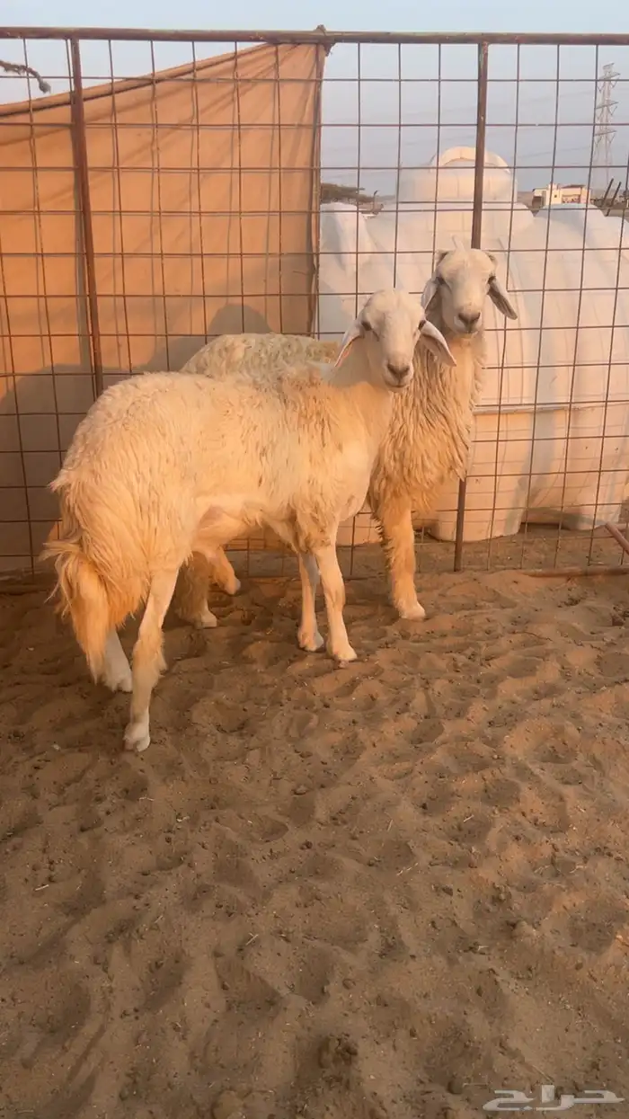 طليان حري سمان ونظاف شرط 0