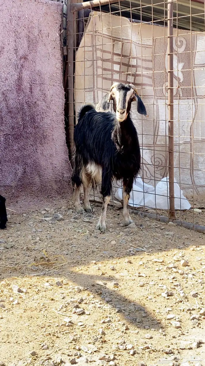 معزا ولد نظيفه تم البيع 3