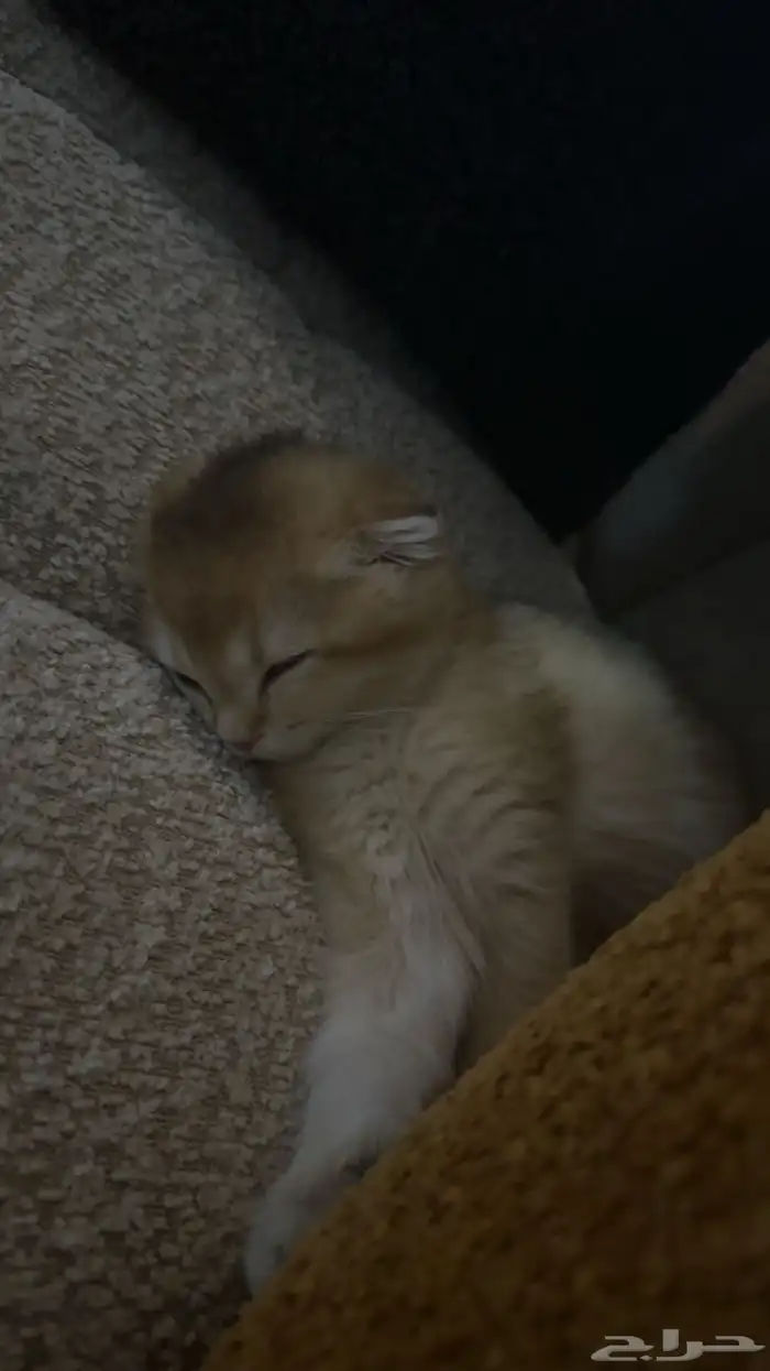 سكوتش فولد انثى عمرها شهرين مطعمه 6