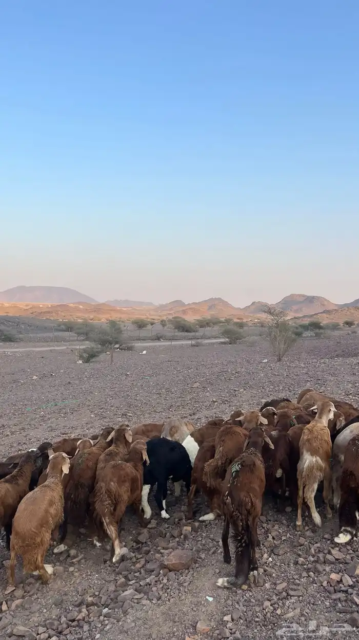 طليان سواكن حمري جادعان مرابى 42