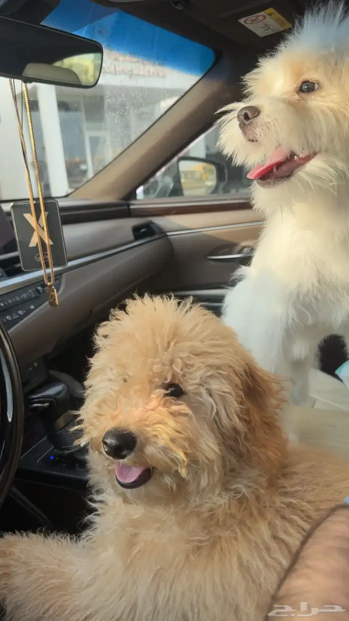 كلاب للبيع ذكر بودل و ذكر شيتزو و انثى مالتيز 0