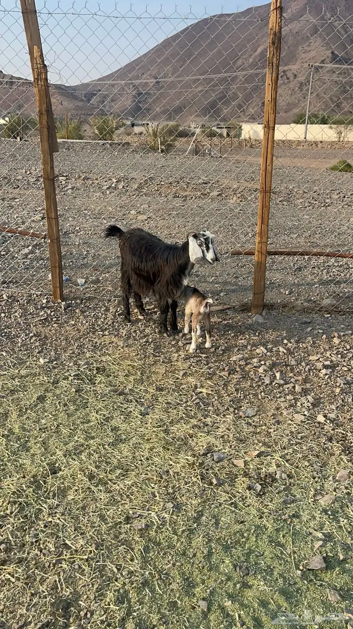 جفرة جذعه والد 2