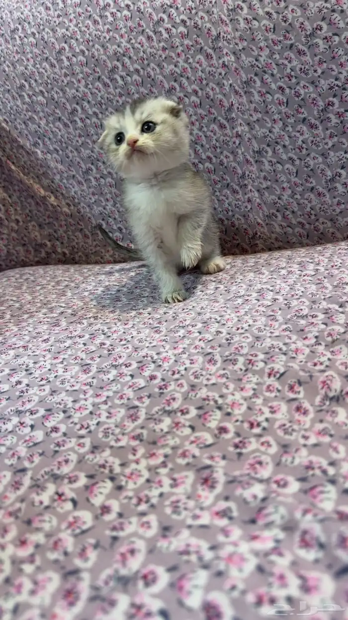 للبيع كتن سكوتش تربل فولد السعر شامل الاغراض و التوصيل بجدة 0