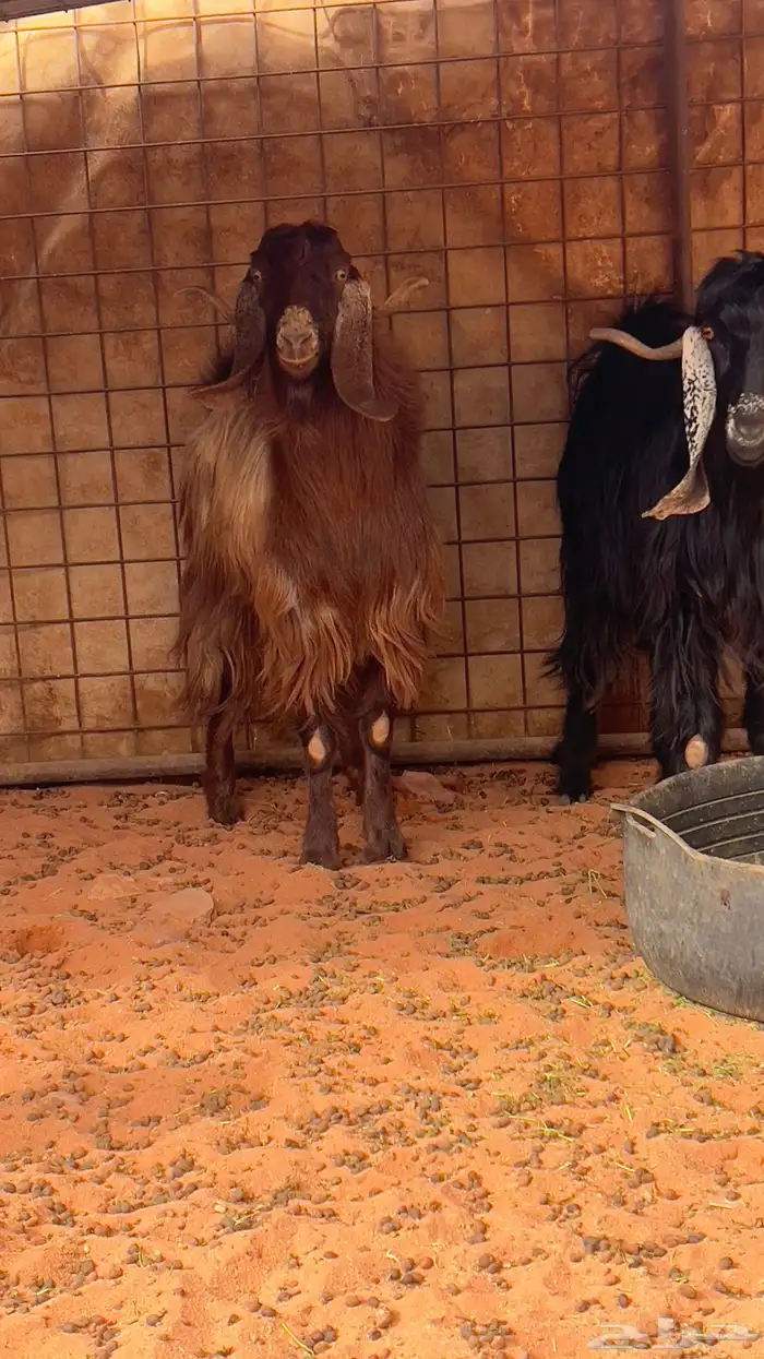 التيوس وخروف فحول 0