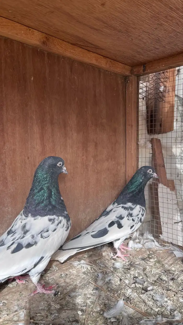 حمام باكستاني 1